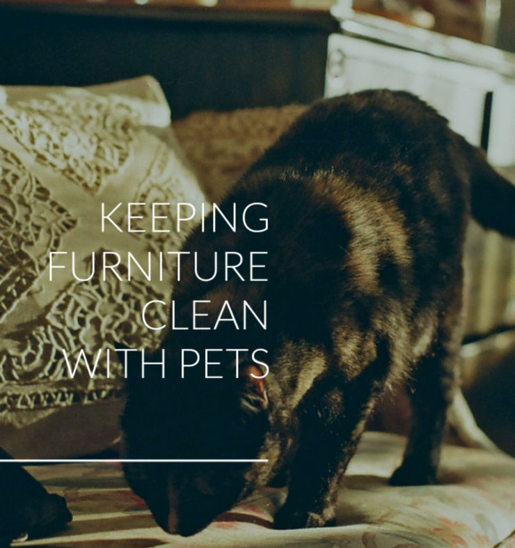 keeping furniture clean with pets