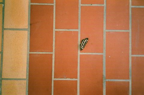 refinishing terracotta tile floors