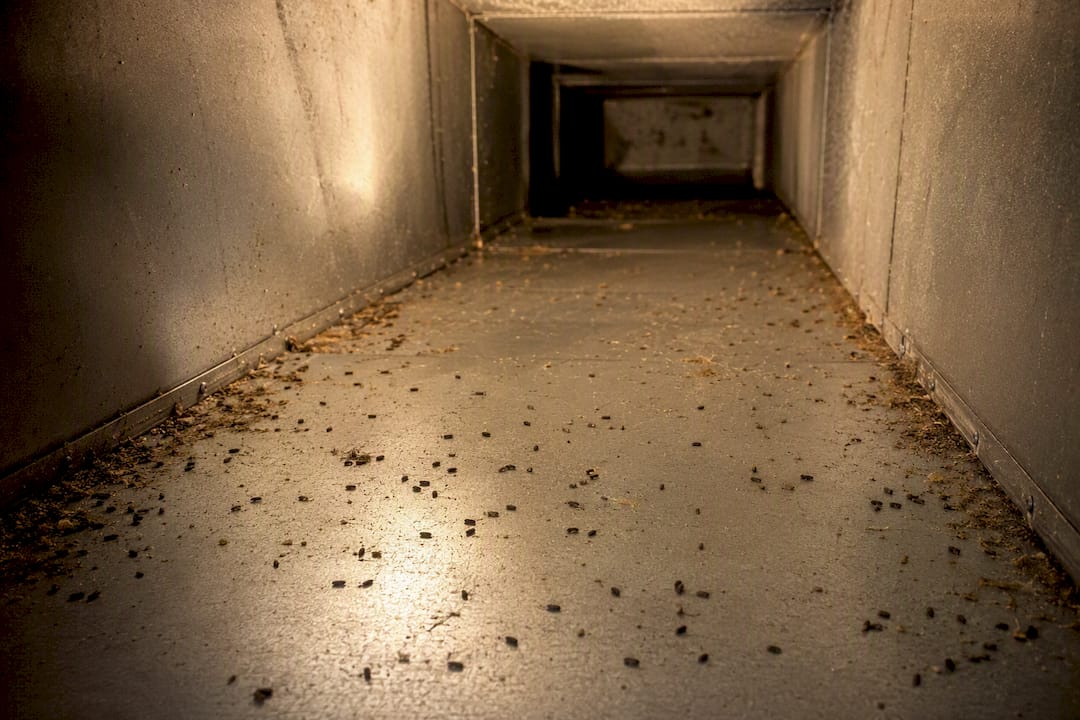 Rodent droppings inside HVAC duct