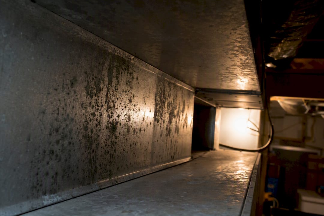 Close-up mold patches inside metal duct