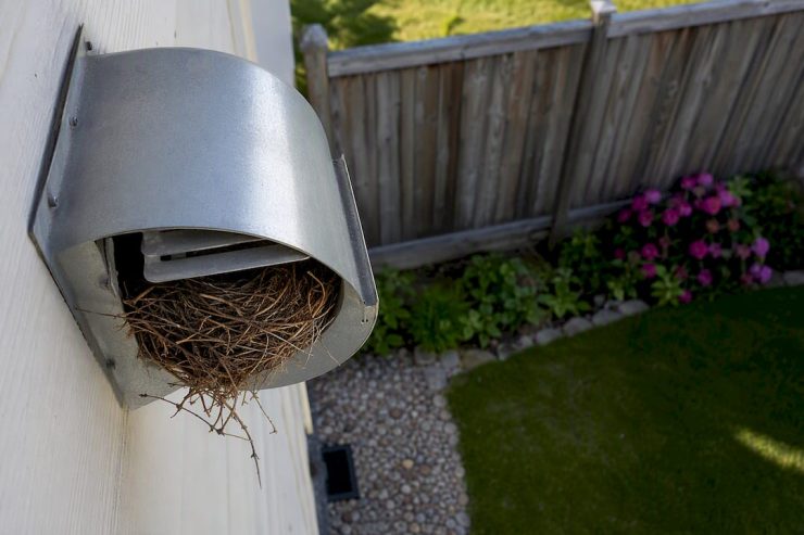 Bird nest lodged in dryer vent exterior